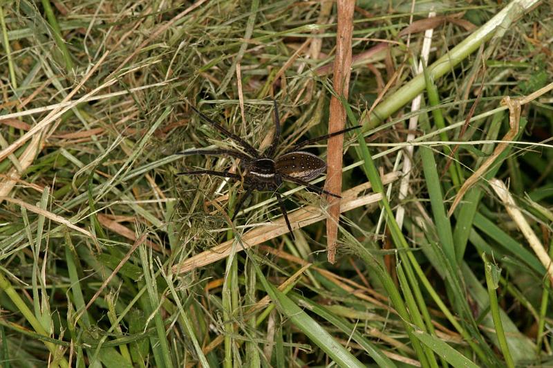 Dolomedes_fimbriatus_D5120_Z_90_Canal du Nivernais_Frankrijk.jpg